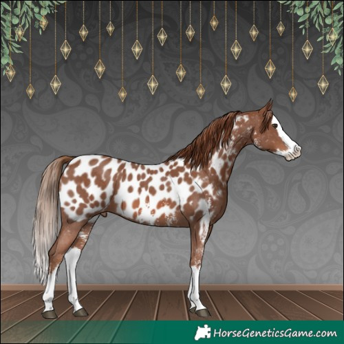 Horse Color:Chestnut Sabino Splash Appaloosa 