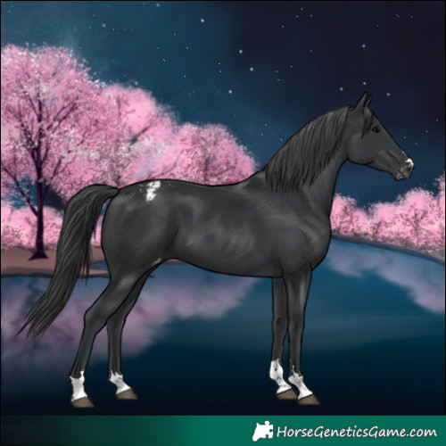 Horse Color:Black Appaloosa 
