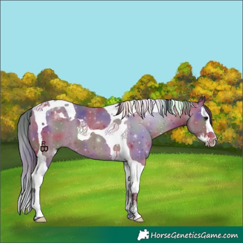 Horse Color:Nacre Bay Splash Tobiano 