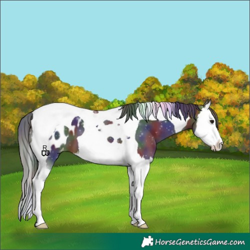 Horse Color:Nacre Brown Splash Tobiano Appaloosa