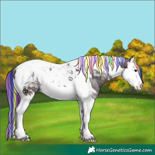 Horse Color:Painted Bay Splash Tobiano Appaloosa