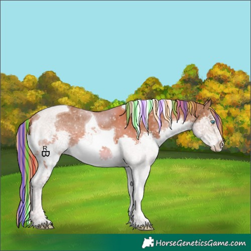 Horse Color:Painted Chestnut Sabino Splash Tobiano Appaloosa 