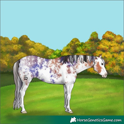 Horse Color:Bay Sabino Splash
