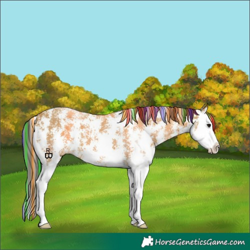 Horse Color:Painted Bay Sabino Splash Appaloosa