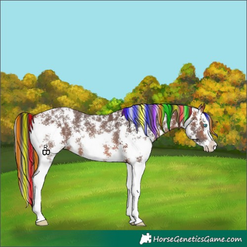 Horse Color:Painted Bay Sabino Splash 