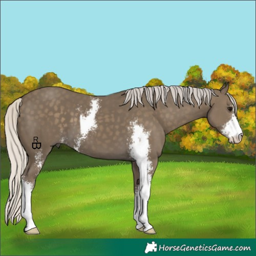 Horse Color:Silver Smoky Black Sabino 