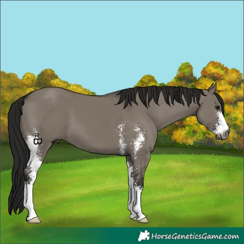 Horse Color:Gray Smoky Grullo Sabino 