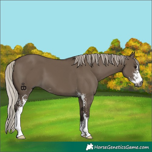 Horse Color:Gray Silver Grullo Sabino 