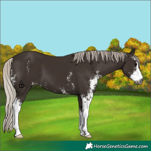 Horse Color:Gray Silver Black Sabino