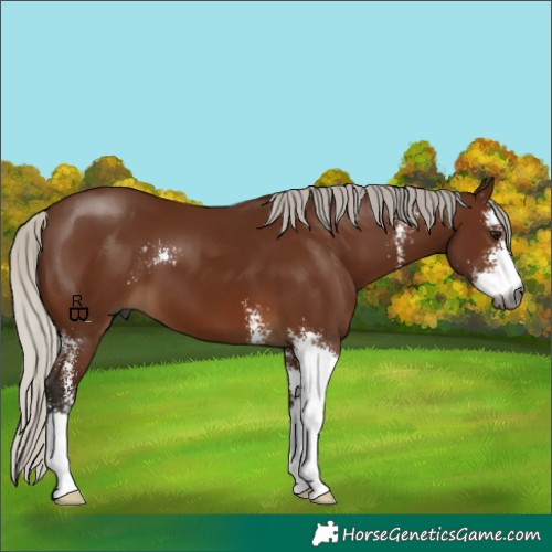 Horse Color:Gray Silver Bay Sabino