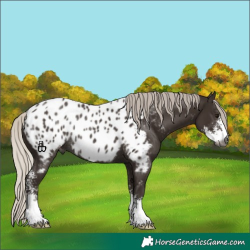 Horse Color:Gray Silver Black Sabino Appaloosa Rabicano 