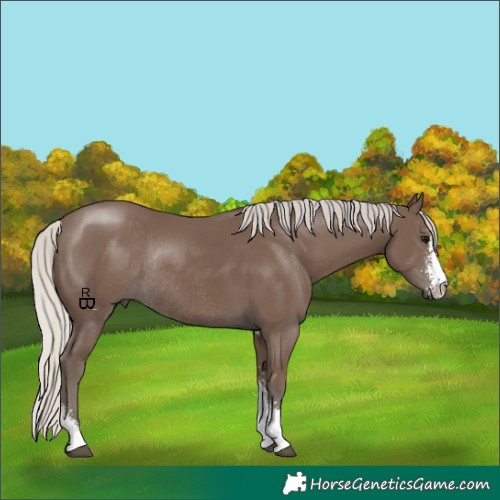 Horse Color:Silver Black Sabino Rabicano