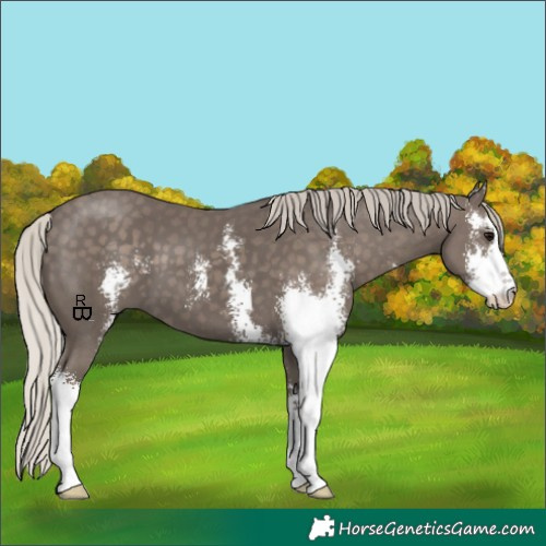 Horse Color:Silver Black Sabino