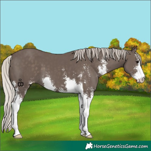 Horse Color:Silver Black Sabino 