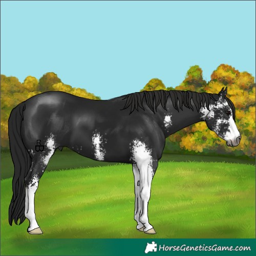 Horse Color:Gray Black Sabino 