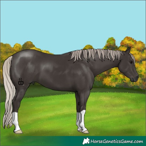 Horse Color:Gray Silver Black 