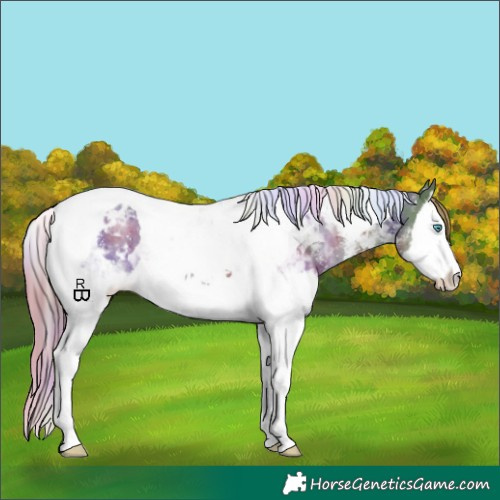 Horse Color:Nacre Liver Chestnut Sabino Splash Tobiano Appaloosa 