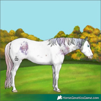 Horse Color:Nacre Liver Chestnut Sabino Splash Tobiano Varnish 
