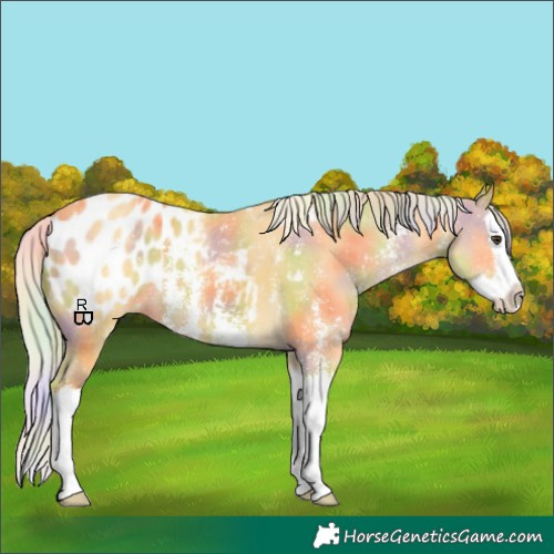 Horse Color:Nacre Palomino Sabino Splash Appaloosa 