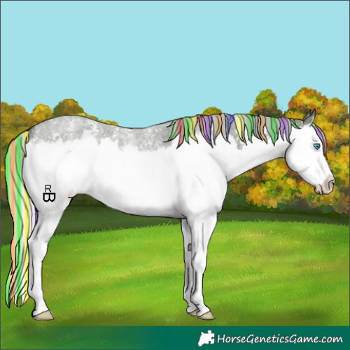 Horse Color:Painted Silver Bay Roan Sabino Splash Appaloosa 