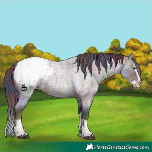 Horse Color:Nacre Liver Red Roan Splash Appaloosa
