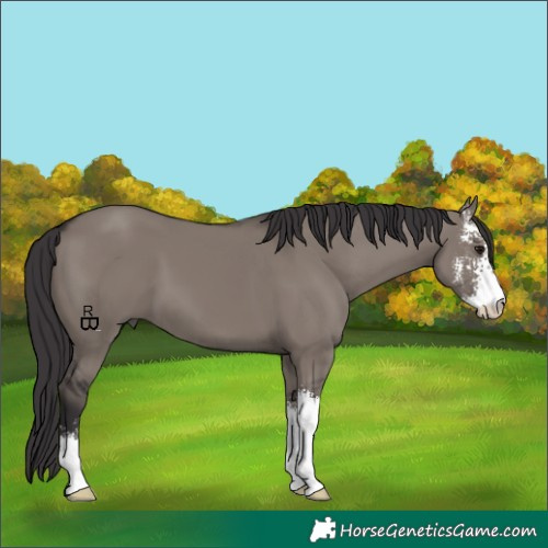 Horse Color:Smoky Grullo Sabino