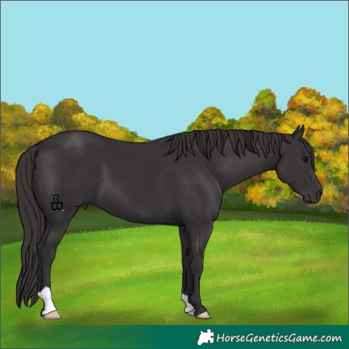 Horse Color:Smoky Black 