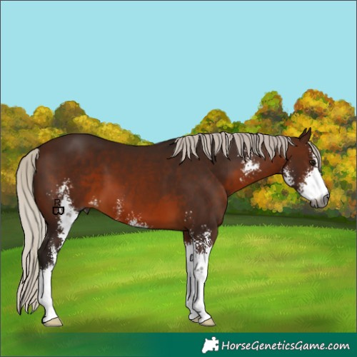 Horse Color:Gray Silver Bay Sabino 