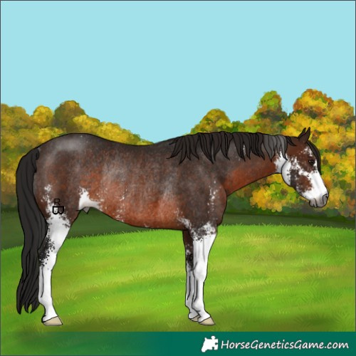 Horse Color:Gray Bay Sabino Rabicano 