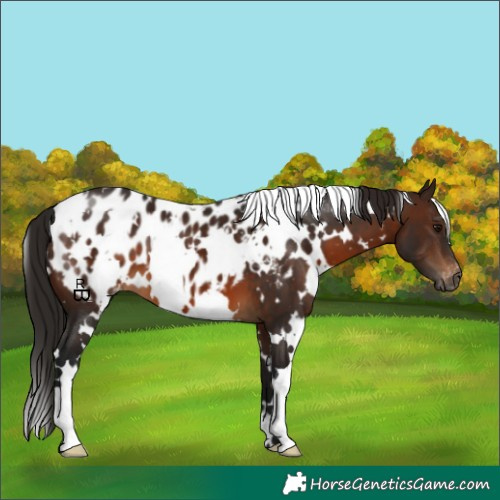 Horse Color:Gray White Spotted Bay Appaloosa 