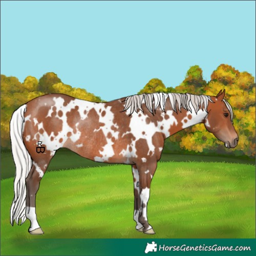 Horse Color:White Spotted Silver Bay Rabicano 