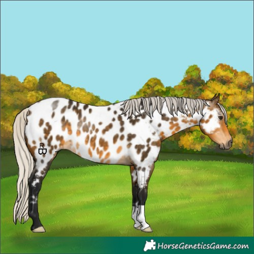 Horse Color:Gray Silver Buckskin Appaloosa 