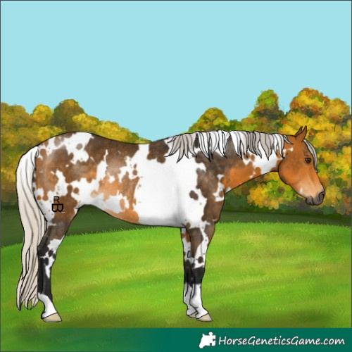 Horse Color:Gray White Spotted Silver Buckskin Rabicano 