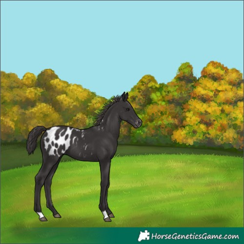 Horse Color:Smoky Black Appaloosa 