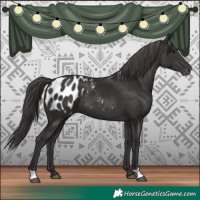 Horse Color:Smoky Black Blanket