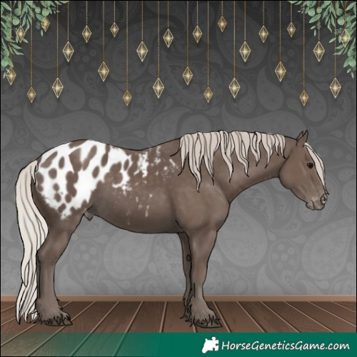 Horse Color:Silver Black Appaloosa 