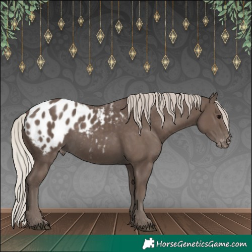 Horse Color:Silver Black Appaloosa