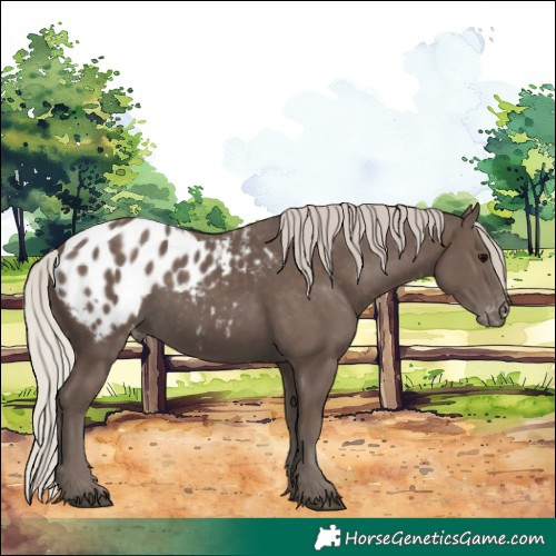 Horse Color:Silver Black Blanket 