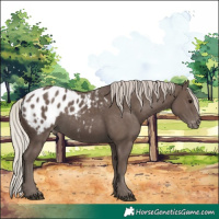 Horse Color:Silver Black Appaloosa 