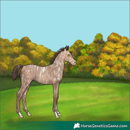 Horse Color:Amber Champagne Sabino Appaloosa  and Amber Champagne 