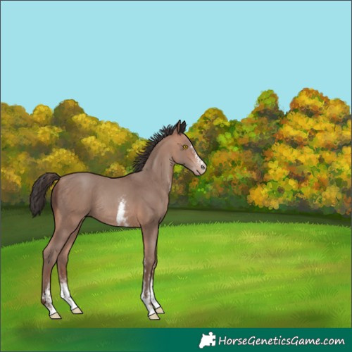 Horse Color:Sable Champagne Sabino Rabicano 