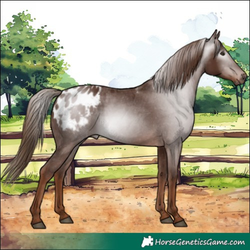 Horse Color:Gray Chestnut Blanket 