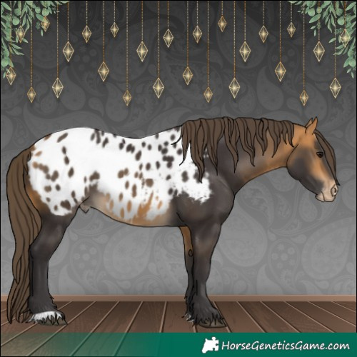 Horse Color:Buckskin Appaloosa 