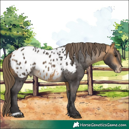 Horse Color:Buckskin Blanket 