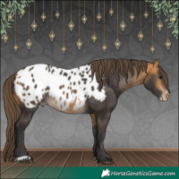 Horse Color:Buckskin Appaloosa