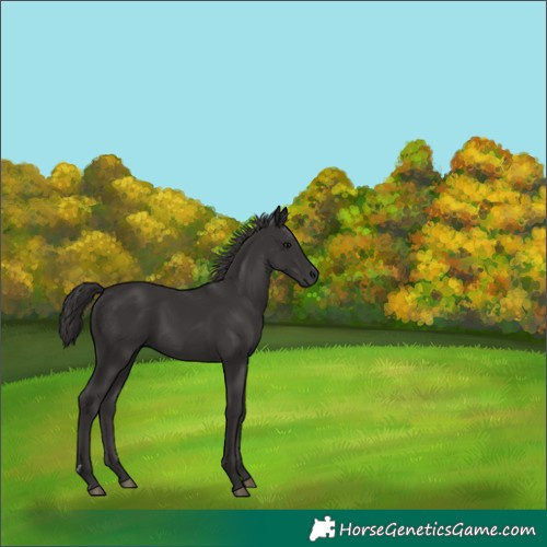 Horse Color:Smoky Black 