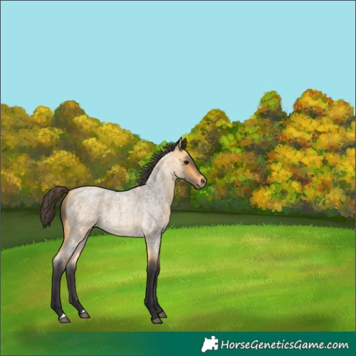 Horse Color:Buckskin Roan 