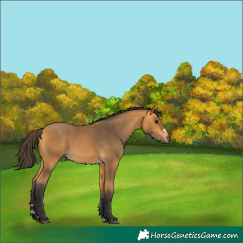 Horse Color:Buckskin 