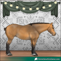 Horse Color:Buckskin 