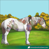 Horse Color:Gray Nacre Sable Champagne Dun Splash Tobiano Appaloosa